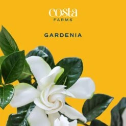 Gardenia Outdoor Plant In 10 In. Grower Pot, Avg. Shipping Height 5 Ft. Tall -ECO PLANTS SHOP costa farms shrubs hedges l gpf g pot 01 31 1000
