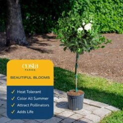 Gardenia Outdoor Plant In 10 In. Grower Pot, Avg. Shipping Height 5 Ft. Tall -ECO PLANTS SHOP costa farms shrubs hedges l gpf g pot 01 76 1000