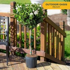 Gardenia Outdoor Plant In 10 In. Grower Pot, Avg. Shipping Height 5 Ft. Tall -ECO PLANTS SHOP costa farms shrubs hedges l gpf g pot 01 c3 1000