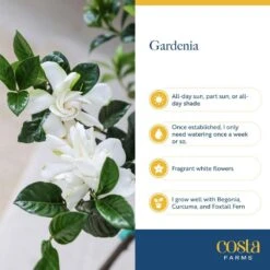 Gardenia Outdoor Plant In 10 In. Grower Pot, Avg. Shipping Height 5 Ft. Tall -ECO PLANTS SHOP costa farms shrubs hedges l gpf g pot 01 fa 1000