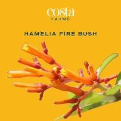 Outdoor Hamelia Fire Bush Plant In 9.25 In. Grower Pot, Avg. Shipping Height 2 Ft. To 3 Ft. Tall -ECO PLANTS SHOP costa farms shrubs hedges l hfb g pot 01 31 1000