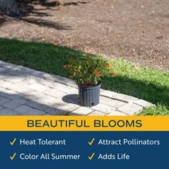 Outdoor Hamelia Fire Bush Plant In 9.25 In. Grower Pot, Avg. Shipping Height 2 Ft. To 3 Ft. Tall -ECO PLANTS SHOP costa farms shrubs hedges l hfb g pot 01 4f 1000