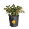 Outdoor Hamelia Fire Bush Plant In 9.25 In. Grower Pot, Avg. Shipping Height 2 Ft. To 3 Ft. Tall