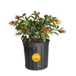 Outdoor Hamelia Fire Bush Plant In 9.25 In. Grower Pot, Avg. Shipping Height 2 Ft. To 3 Ft. Tall