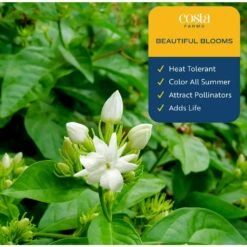 Outdoor Plant Jasmine Bush In 9.25 In. Grower Pot, Avg. Shipping Height 1-2 Ft. Tall -ECO PLANTS SHOP costa farms shrubs hedges l jas g pot 01 4f 1000