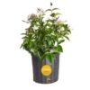 Outdoor Plant Jasmine Bush In 9.25 In. Grower Pot, Avg. Shipping Height 1-2 Ft. Tall 2 Outdoor Plant Jasmine Bush In 9.25 In. Grower Pot, Avg. Shipping Height 1-2 Ft. Tall -ECO PLANTS SHOP costa farms shrubs hedges l jas g pot 01 64 1000