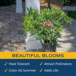 10 In. Outdoor Pink Oleander Bush Plant In Grower Pot, Avg. Shipping Height 26 In. To 32 In. Tall -ECO PLANTS SHOP costa farms shrubs hedges l olb g pot 01 1f 1000
