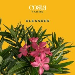 10 In. Outdoor Pink Oleander Bush Plant In Grower Pot, Avg. Shipping Height 26 In. To 32 In. Tall -ECO PLANTS SHOP costa farms shrubs hedges l olb g pot 01 31 1000