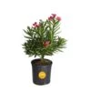 10 In. Outdoor Pink Oleander Bush Plant In Grower Pot, Avg. Shipping Height 26 In. To 32 In. Tall 2 10 In. Outdoor Pink Oleander Bush Plant In Grower Pot, Avg. Shipping Height 26 In. To 32 In. Tall -ECO PLANTS SHOP costa farms shrubs hedges l olb g pot 01 64 1000