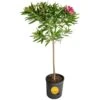 10 In. Outdoor Pink Oleander Standard Plant In Grower Pot, Avg. Shipping Height 48 In. To 52 In. Tall -ECO PLANTS SHOP costa farms shrubs hedges l ols g pot 01 64 1000