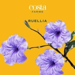 10 In. Outdoor Purple Ruellia Plant In Grower Pot, Avg. Shipping Height 24 In. To 28 In. Tall -ECO PLANTS SHOP costa farms shrubs hedges l rue g pot 01 31 1000