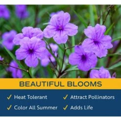 10 In. Outdoor Purple Ruellia Plant In Grower Pot, Avg. Shipping Height 24 In. To 28 In. Tall -ECO PLANTS SHOP costa farms shrubs hedges l rue g pot 01 4f 1000