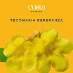 Outdoor Tecomaria Esperanza Golden Star Plant In 9.25 In. Grower Pot, Avg. Shipping Height 2 Ft. To 3 Ft. Tall -ECO PLANTS SHOP costa farms shrubs hedges l tae g pot 01 31 1000