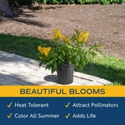 Outdoor Tecomaria Esperanza Golden Star Plant In 9.25 In. Grower Pot, Avg. Shipping Height 2 Ft. To 3 Ft. Tall -ECO PLANTS SHOP costa farms shrubs hedges l tae g pot 01 4f 1000