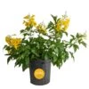 Outdoor Tecomaria Esperanza Golden Star Plant In 9.25 In. Grower Pot, Avg. Shipping Height 2 Ft. To 3 Ft. Tall -ECO PLANTS SHOP costa farms shrubs hedges l tae g pot 01 64 1000