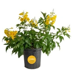 Outdoor Tecomaria Esperanza Golden Star Plant In 9.25 In. Grower Pot, Avg. Shipping Height 2 Ft. To 3 Ft. Tall