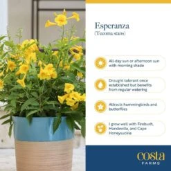 Outdoor Tecomaria Esperanza Golden Star Plant In 9.25 In. Grower Pot, Avg. Shipping Height 2 Ft. To 3 Ft. Tall -ECO PLANTS SHOP costa farms shrubs hedges l tae g pot 01 fa 1000