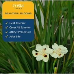 Outdoor Dietes Iris Bush Plant In 2.5 Qt. Grower Pot, Avg. Shipping Height 1 Ft. To 2 Ft. Tall -ECO PLANTS SHOP costa farms shrubs hedges m die g pot 01 31 1000