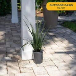 Outdoor Dietes Iris Bush Plant In 2.5 Qt. Grower Pot, Avg. Shipping Height 1 Ft. To 2 Ft. Tall -ECO PLANTS SHOP costa farms shrubs hedges m die g pot 01 4f 1000