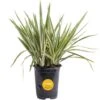 Outdoor Dietes Iris Bush Plant In 2.5 Qt. Grower Pot, Avg. Shipping Height 1 Ft. To 2 Ft. Tall -ECO PLANTS SHOP costa farms shrubs hedges m die g pot 01 64 1000