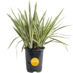 Outdoor Dietes Iris Bush Plant In 2.5 Qt. Grower Pot, Avg. Shipping Height 1 Ft. To 2 Ft. Tall