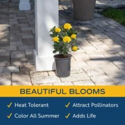 Grower's Choice Outdoor Ixora Maui Plant In 2.5 Qt. Grower Pot, Avg. Shipping Height 18 In. To 24 In. -ECO PLANTS SHOP costa farms shrubs hedges m imi g pot 01 4f 1000