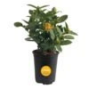 Grower's Choice Outdoor Ixora Maui Plant In 2.5 Qt. Grower Pot, Avg. Shipping Height 18 In. To 24 In. -ECO PLANTS SHOP costa farms shrubs hedges m imi g pot 01 64 1000