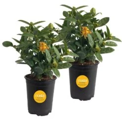 Grower's Choice Outdoor Ixora Taiwanese Plant In 2.5 Qt. Grower Pot, Avg. Shipping Height 18 In. To 24 In.