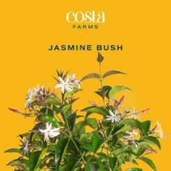 Outdoor Jasmine Belle Of India Plant In 2.5 Qt. Grower Pot, Avg. Shipping Height 1 Ft. To 2 Ft. Tall 17 Outdoor Jasmine Belle Of India Plant In 2.5 Qt. Grower Pot, Avg. Shipping Height 1 Ft. To 2 Ft. Tall -ECO PLANTS SHOP costa farms shrubs hedges m jas g pot 01 31 1000