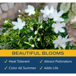 Outdoor Jasmine Belle Of India Plant In 2.5 Qt. Grower Pot, Avg. Shipping Height 1 Ft. To 2 Ft. Tall 12 Outdoor Jasmine Belle Of India Plant In 2.5 Qt. Grower Pot, Avg. Shipping Height 1 Ft. To 2 Ft. Tall -ECO PLANTS SHOP costa farms shrubs hedges m jas g pot 01 4f 1000