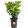 Outdoor Jasmine Belle Of India Plant In 2.5 Qt. Grower Pot, Avg. Shipping Height 1 Ft. To 2 Ft. Tall -ECO PLANTS SHOP costa farms shrubs hedges m jas g pot 01 64 1000
