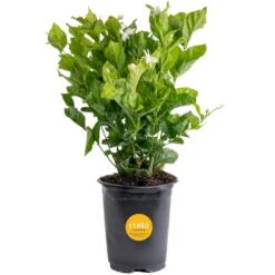 Outdoor Jasmine Belle Of India Plant In 2.5 Qt. Grower Pot, Avg. Shipping Height 1 Ft. To 2 Ft. Tall