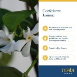 Outdoor Jasmine Belle Of India Plant In 2.5 Qt. Grower Pot, Avg. Shipping Height 1 Ft. To 2 Ft. Tall 16 Outdoor Jasmine Belle Of India Plant In 2.5 Qt. Grower Pot, Avg. Shipping Height 1 Ft. To 2 Ft. Tall -ECO PLANTS SHOP costa farms shrubs hedges m jas g pot 01 76 1000