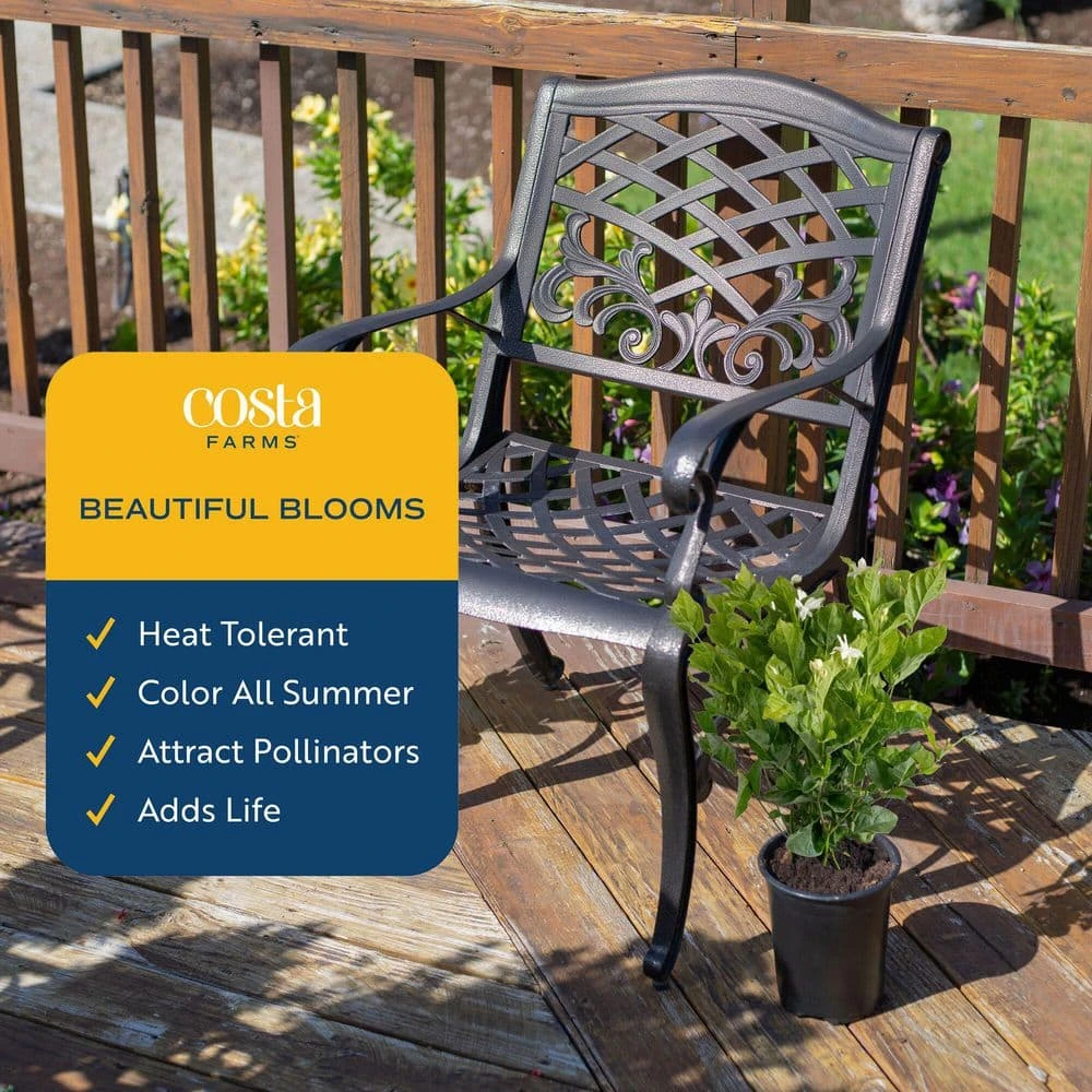 Outdoor Jasmine Belle Of India Plant In 2.5 Qt. Grower Pot, Avg. Shipping Height 1 Ft. To 2 Ft. Tall 4 Outdoor Jasmine Belle Of India Plant In 2.5 Qt. Grower Pot, Avg. Shipping Height 1 Ft. To 2 Ft. Tall - Image 2