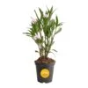 Outdoor Ruellia Bush Plant In 2.5 Qt. Grower Pot, Avg. Shipping Height 1-2 Ft. Tall -ECO PLANTS SHOP costa farms shrubs hedges m rue g pot 01 64 1000