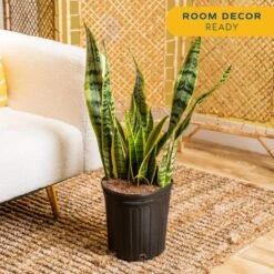 Sansevieria Laurentii Indoor Snake Plant In 8.75 In. Grower Pot, Avg. Shipping Height 1-2 Ft. Tall -ECO PLANTS SHOP costa farms snake plants 10sansl 4f 1000