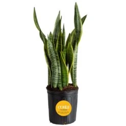 Sansevieria Laurentii Indoor Snake Plant In 8.75 In. Grower Pot, Avg. Shipping Height 1-2 Ft. Tall