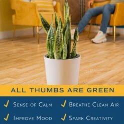 Grower's Choice Sansevieria Indoor Snake Plant In 10 In. Decor Pot, Avg. Shipping Height 1-2 Ft. Tall -ECO PLANTS SHOP costa farms snake plants 10sanslcreammod 31 1000