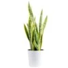 Grower's Choice Sansevieria Indoor Snake Plant In 10 In. Decor Pot, Avg. Shipping Height 1-2 Ft. Tall -ECO PLANTS SHOP costa farms snake plants 10sanslcreammod 64 1000
