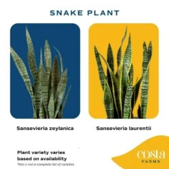 Grower's Choice Sansevieria Indoor Snake Plant In 6 In. Self-Watering Decor Pot, Avg. Shipping Height 1-2 Ft. Tall 13 Grower's Choice Sansevieria Indoor Snake Plant In 6 In. Self-Watering Decor Pot, Avg. Shipping Height 1-2 Ft. Tall -ECO PLANTS SHOP costa farms snake plants co sl07 3 cyl 1d 1000