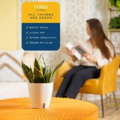 Grower's Choice Sansevieria Indoor Snake Plant In 6 In. Self-Watering Decor Pot, Avg. Shipping Height 1-2 Ft. Tall 17 Grower's Choice Sansevieria Indoor Snake Plant In 6 In. Self-Watering Decor Pot, Avg. Shipping Height 1-2 Ft. Tall -ECO PLANTS SHOP costa farms snake plants co sl07 3 cyl 1f 1000