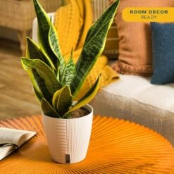Grower's Choice Sansevieria Indoor Snake Plant In 6 In. Self-Watering Decor Pot, Avg. Shipping Height 1-2 Ft. Tall 16 Grower's Choice Sansevieria Indoor Snake Plant In 6 In. Self-Watering Decor Pot, Avg. Shipping Height 1-2 Ft. Tall -ECO PLANTS SHOP costa farms snake plants co sl07 3 cyl 4f 1000