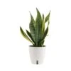 Grower's Choice Sansevieria Indoor Snake Plant In 6 In. Self-Watering Decor Pot, Avg. Shipping Height 1-2 Ft. Tall 2 Grower's Choice Sansevieria Indoor Snake Plant In 6 In. Self-Watering Decor Pot, Avg. Shipping Height 1-2 Ft. Tall -ECO PLANTS SHOP costa farms snake plants co sl07 3 cyl 64 1000