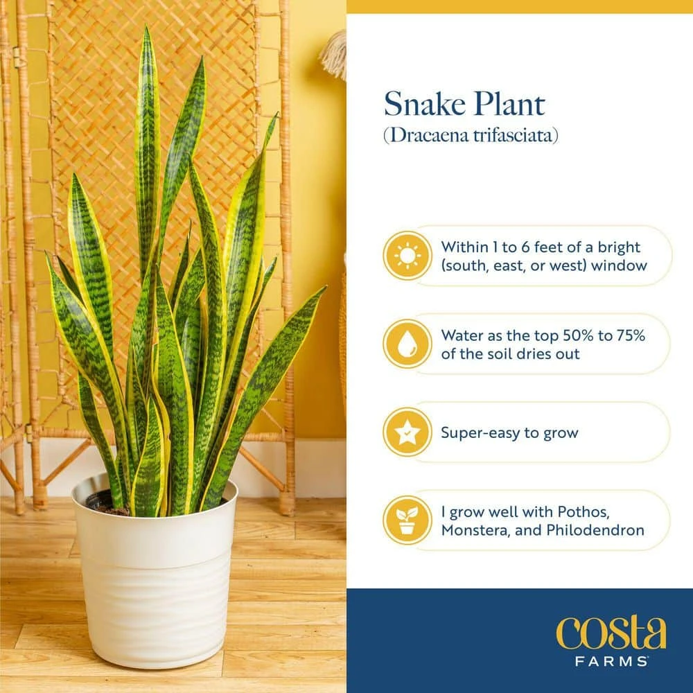 Grower's Choice Sansevieria Indoor Snake Plant In 6 In. Self-Watering Decor Pot, Avg. Shipping Height 1-2 Ft. Tall 10 Grower's Choice Sansevieria Indoor Snake Plant In 6 In. Self-Watering Decor Pot, Avg. Shipping Height 1-2 Ft. Tall - Image 8