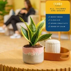 Grower's Choice Sansevieria Indoor Snake Plant In 6 In. Decor Planter, Avg. Shipping Height 1-2 Ft. -ECO PLANTS SHOP costa farms snake plants co sl07 3 hsh 1f 1000