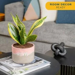 Grower's Choice Sansevieria Indoor Snake Plant In 6 In. Decor Planter, Avg. Shipping Height 1-2 Ft. -ECO PLANTS SHOP costa farms snake plants co sl07 3 hsh 44 1000
