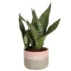 Grower's Choice Sansevieria Indoor Snake Plant In 6 In. Decor Planter, Avg. Shipping Height 1-2 Ft. -ECO PLANTS SHOP costa farms snake plants co sl07 3 hsh 64 1000