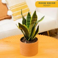 Grower's Choice Sansevieria Indoor Snake Plant In 6 In. Decor Pot, Avg. Shipping Height 1-2 Ft. Tall 14 Grower's Choice Sansevieria Indoor Snake Plant In 6 In. Decor Pot, Avg. Shipping Height 1-2 Ft. Tall -ECO PLANTS SHOP costa farms snake plants co sz07 3 sch 1f 1000