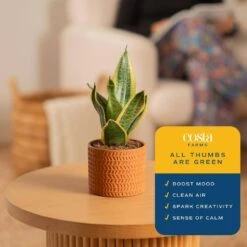 Grower's Choice Sansevieria Indoor Snake Plant In 6 In. Decor Pot, Avg. Shipping Height 1-2 Ft. Tall 13 Grower's Choice Sansevieria Indoor Snake Plant In 6 In. Decor Pot, Avg. Shipping Height 1-2 Ft. Tall -ECO PLANTS SHOP costa farms snake plants co sz07 3 sch 4f 1000