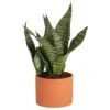 Grower's Choice Sansevieria Indoor Snake Plant In 6 In. Decor Pot, Avg. Shipping Height 1-2 Ft. Tall
